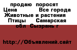 продаю  поросят  › Цена ­ 1 000 - Все города Животные и растения » Птицы   . Самарская обл.,Сызрань г.